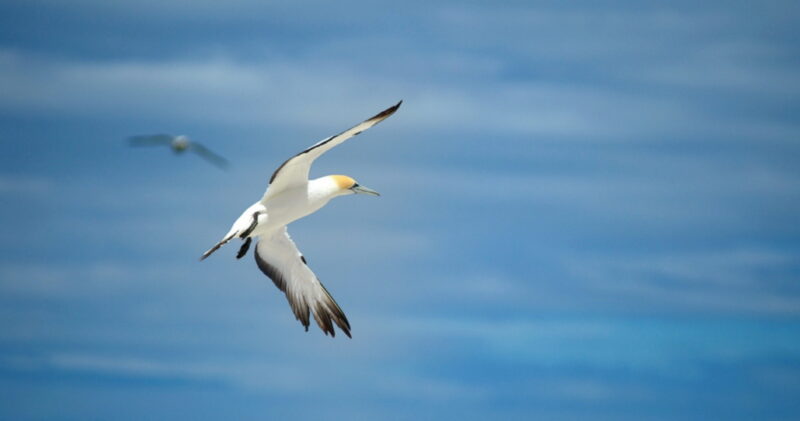 Gannet