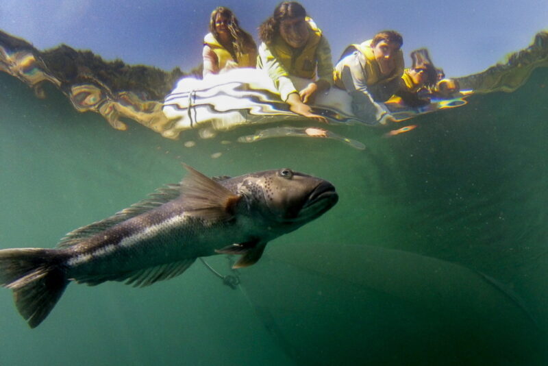 watch the Marine Life at Cathedral Cove